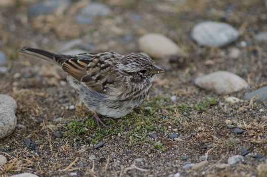 Juvenile rufous-collared sparrow Zonotrichia capensis eating on the ground. Otway Sound and Penguin Reserve. Magallanes Province. Magallanes and Chilean Antarctic Region. Chile.