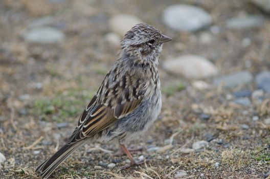 Juvenile rufous-collared sparrow Zonotrichia capensis. Otway Sound and Penguin Reserve. Magallanes Province. Magallanes and Chilean Antarctic Region. Chile.