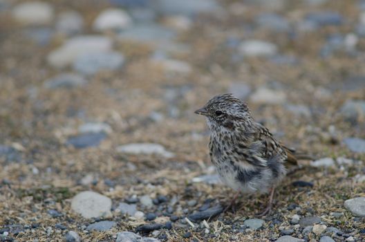 Juvenile rufous-collared sparrow Zonotrichia capensis. Otway Sound and Penguin Reserve. Magallanes Province. Magallanes and Chilean Antarctic Region. Chile.