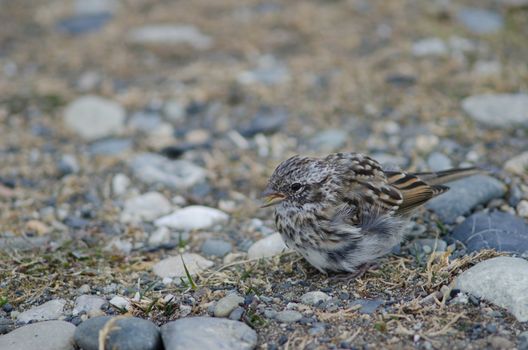 Juvenile rufous-collared sparrow Zonotrichia capensis calling. Otway Sound and Penguin Reserve. Magallanes Province. Magallanes and Chilean Antarctic Region. Chile.