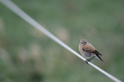 Bird perched on rope in the Otway Sound and Penguin Reserve. Magallanes Province. Magallanes and Chilean Antarctic Region. Chile.