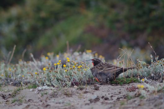 Long-tailed meadowlark Leistes loyca . Otway Sound and Penguin Reserve. Magallanes Province. Magallanes and Chilean Antarctic Region. Chile.