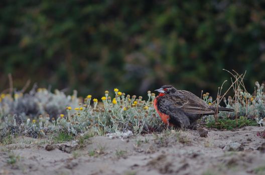 Long-tailed meadowlark Leistes loyca . Otway Sound and Penguin Reserve. Magallanes Province. Magallanes and Chilean Antarctic Region. Chile.