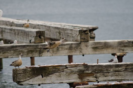 Patagonian crested ducks Lophonetta specularoides specularoides to the left and dolphin gull Leucophaeus scoresbii to the right. Loreto pier. Punta Arenas. Magellanes Province. Chile.