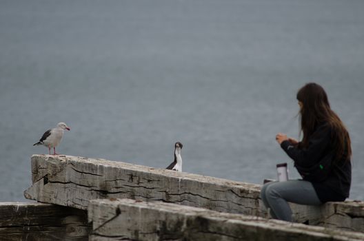 Girl trying to photograph a imperial shag Leucocarbo atriceps next to a dolphin gull Leucophaeus scoresbii. Loreto. Punta Arenas. Magallanes Province. Magallanes and Chilean Antarctic Region. Chile.