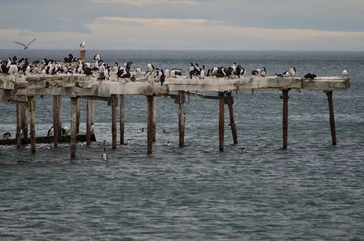 Imperial shags Leucocarbo atriceps in the Loreto pier. Punta Arenas. Magallanes Province. Magallanes and Chilean Antarctic Region. Chile.