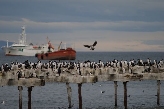 Imperial shags Leucocarbo atriceps in the Loreto pier. Punta Arenas. Magallanes Province. Magallanes and Chilean Antarctic Region. Chile.