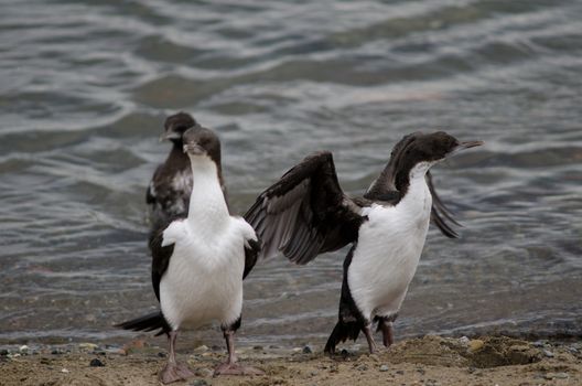 Imperial shags Leucocarbo atriceps in the coast of Punta Arenas. Magallanes Province. Magallanes and Chilean Antarctic Region. Chile.