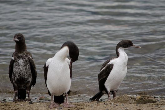 Imperial shags Leucocarbo atriceps in the coast of Punta Arenas. Magallanes Province. Magallanes and Chilean Antarctic Region. Chile.