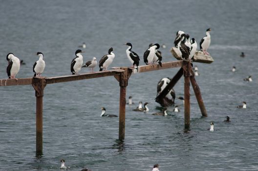 Imperial shags Leucocarbo atriceps in the coast of Punta Arenas. Magallanes Province. Magallanes and Chilean Antarctic Region. Chile.