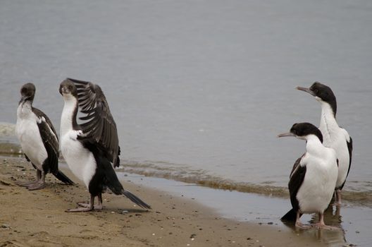 Imperial shags Leucocarbo atriceps in the coast of Punta Arenas. Magallanes Province. Magallanes and Chilean Antarctic Region. Chile.