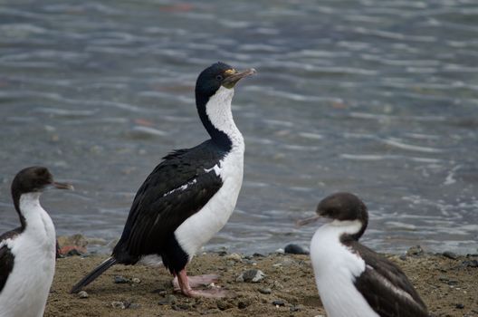 Imperial shags Leucocarbo atriceps in the coast of Punta Arenas. Magallanes Province. Magallanes and Chilean Antarctic Region. Chile.