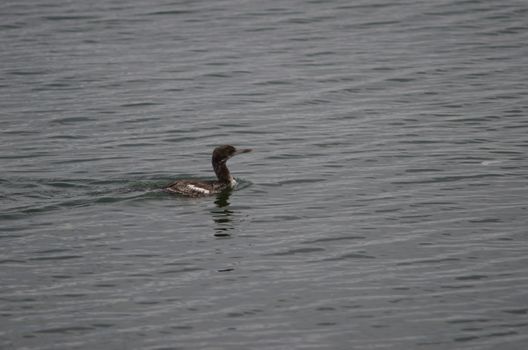 Juvenile imperial shag Leucocarbo atriceps swimming. Punta Arenas. Magallanes Province. Magallanes and Chilean Antarctic Region. Chile.