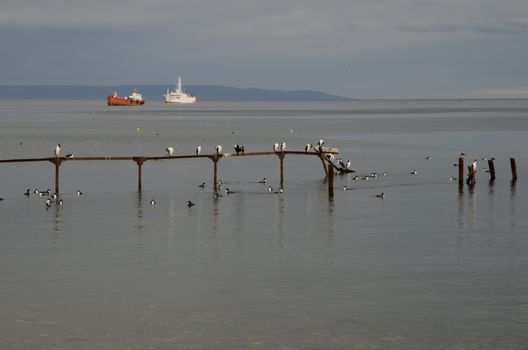 Jetty with imperial shags Leucocarbo atriceps and ships in the background. Punta Arenas. Magallanes Province. Magallanes and Chilean Antarctic Region. Chile.