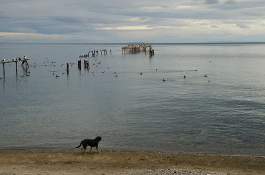 Seascape with imperial shags Leucocarbo atriceps on the sea and stray domestic dog Canis familiaris on shore. Punta Arenas. Magallanes Province. Magallanes and Chilean Antarctic Region. Chile.