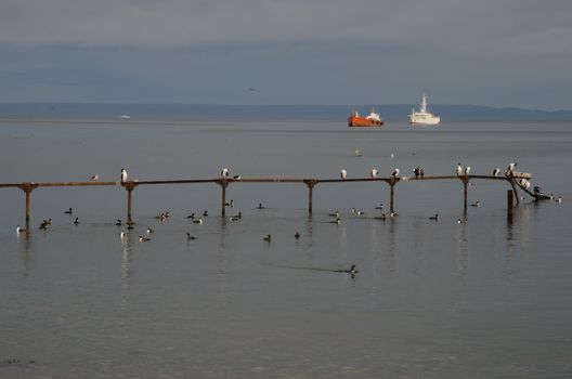 Jetty with imperial shags Leucocarbo atriceps and ships in the background. Punta Arenas. Magallanes Province. Magallanes and Chilean Antarctic Region. Chile.