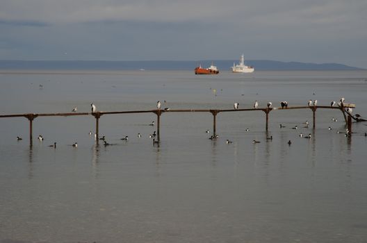 Jetty with imperial shags Leucocarbo atriceps and ships in the background. Punta Arenas. Magallanes Province. Magallanes and Chilean Antarctic Region. Chile.