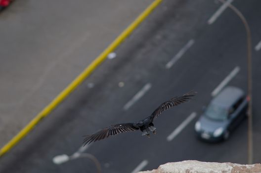 Turkey vulture Cathartes aura taking flight. Arica. Arica y Parinacota Region. Chile.