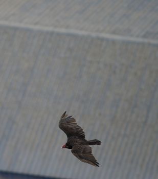 Turkey vulture Cathartes aura in flight. Arica. Arica y Parinacota Region. Chile.