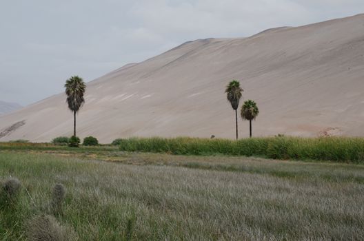 Lluta valley in the Arica y Parinacota Region. Chile.