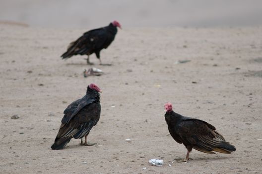 Turkey vultures Cathartes aura in the Lluta valley. Arica y Parinacota Region. Chile.