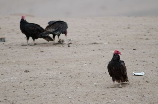 Turkey vultures Cathartes aura in the Lluta valley. Arica y Parinacota Region. Chile.