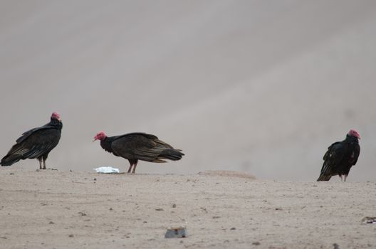 Turkey vultures Cathartes aura in the Lluta valley. Arica y Parinacota Region. Chile.