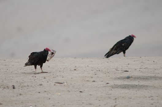 Turkey vulture Cathartes aura with a brik carton in its beak. Lluta valley. Arica and Parinacota region. Chile.