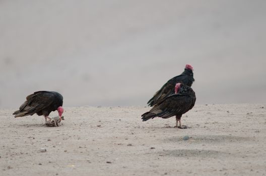 Turkey vultures Cathartes aura in the Lluta valley. Arica y Parinacota Region. Chile.