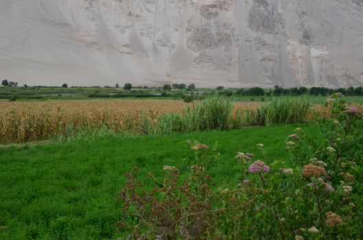 Lluta valley in the Arica y Parinacota Region. Chile.