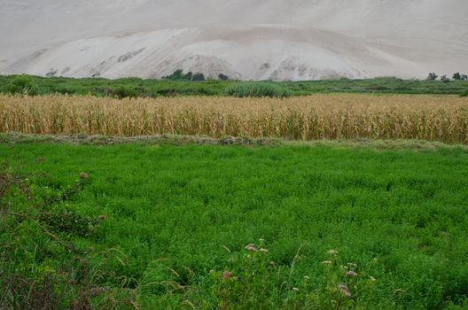 Lluta valley in the Arica y Parinacota Region. Chile.