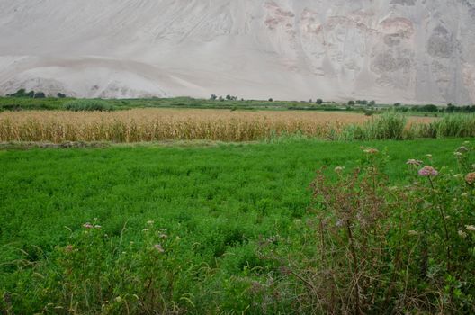 Lluta valley in the Arica y Parinacota Region. Chile.