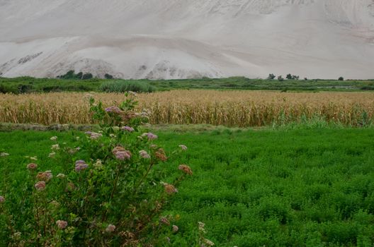 Lluta valley in the Arica y Parinacota Region. Chile.