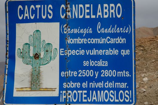 Information sign on cactus Browningia candelaris in the Arica y Parinacota Region. Chile.
