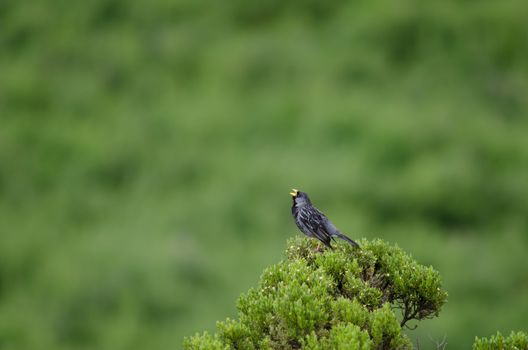 Band-tailed sierra finch Phrygilus alaudinus bipartitus. Male singing. Putre. Arica y Parinacota Region. Chile.