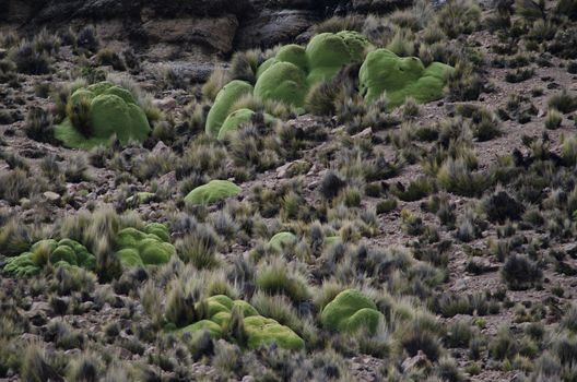 Yareta Azorella compacta in Lauca National Park. Arica y Parinacota Region. Chile.