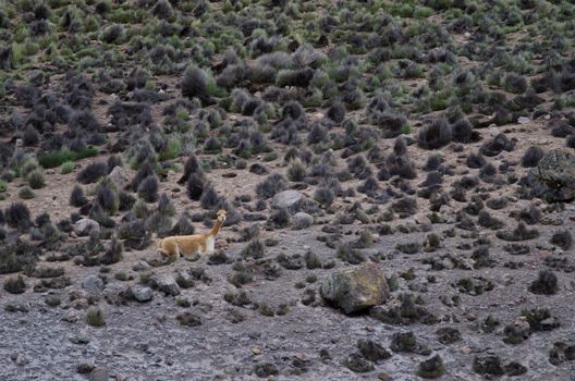 Vicuna Vicugna vicugna resting in Lauca National Park. Arica y Parinacota Region. Chile.