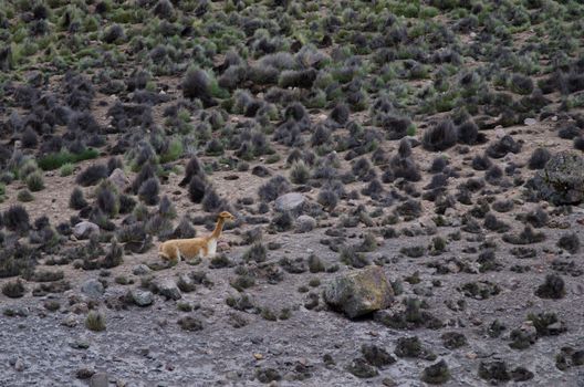 Vicuna Vicugna vicugna resting in Lauca National Park. Arica y Parinacota Region. Chile.
