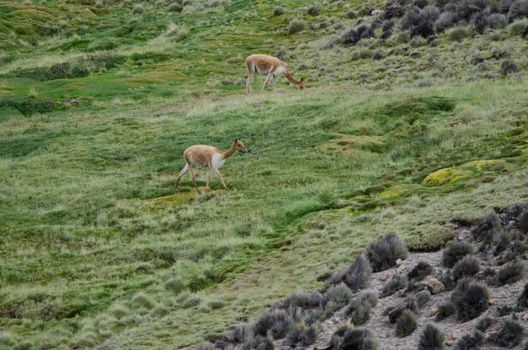 Vicunas Vicugna vicugna grazing in a meadow. Lauca National Park. Arica y Parinacota Region. Chile.