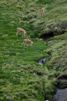 Vicunas Vicugna vicugna in Lauca National Park. Arica y Parinacota Region. Chile.