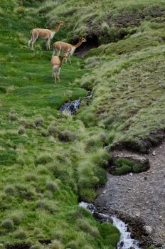 Vicunas Vicugna vicugna in Lauca National Park. Arica y Parinacota Region. Chile.