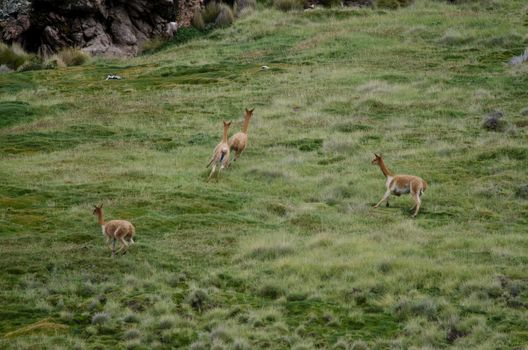 Vicunas Vicugna vicugna running in a meadow. Lauca National Park. Arica y Parinacota Region. Chile.