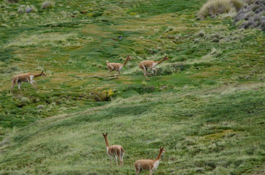 Vicunas Vicugna vicugna running in a meadow. Lauca National Park. Arica y Parinacota Region. Chile.