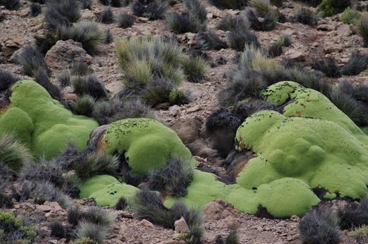 Yareta Azorella compacta in Lauca National Park. Arica y Parinacota Region. Chile.