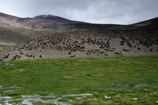 Meadow and hill in Lauca National Park. Arica y Parinacota Region. Chile.