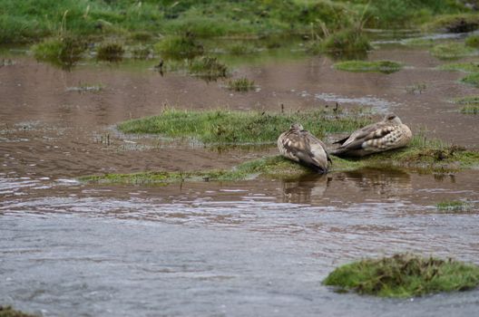 Andean crested ducks Lophonetta specularioides alticola resting. Lauca National Park. Arica y Parinacota Region. Chile.