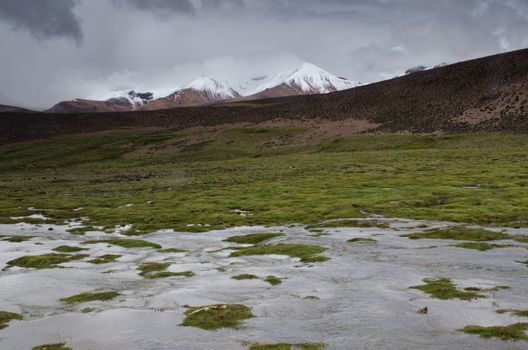 Lauca River, meadow and snowy peaks. Lauca National Park. Arica y Parinacota Region. Chile.