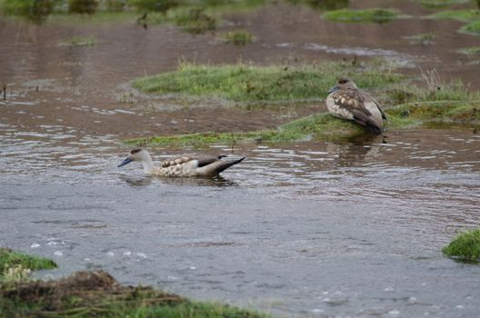 Andean crested ducks Lophonetta specularioides alticola. Lauca River. Lauca National Park. Arica y Parinacota Region. Chile.