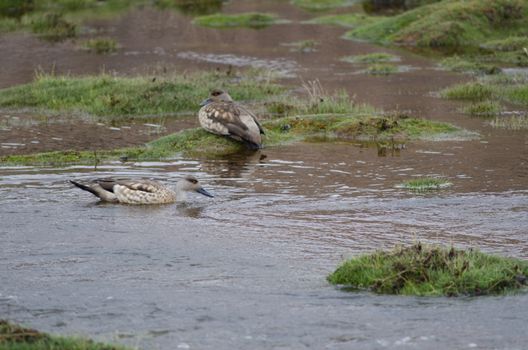 Andean crested ducks Lophonetta specularioides alticola . Lauca River. Lauca National Park. Arica y Parinacota Region. Chile.