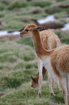 Vicunas Vicugna vicugna in Lauca National Park. Arica y Parinacota Region. Chile.